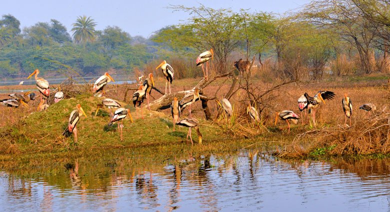 Rajasthan Wildlife Tour