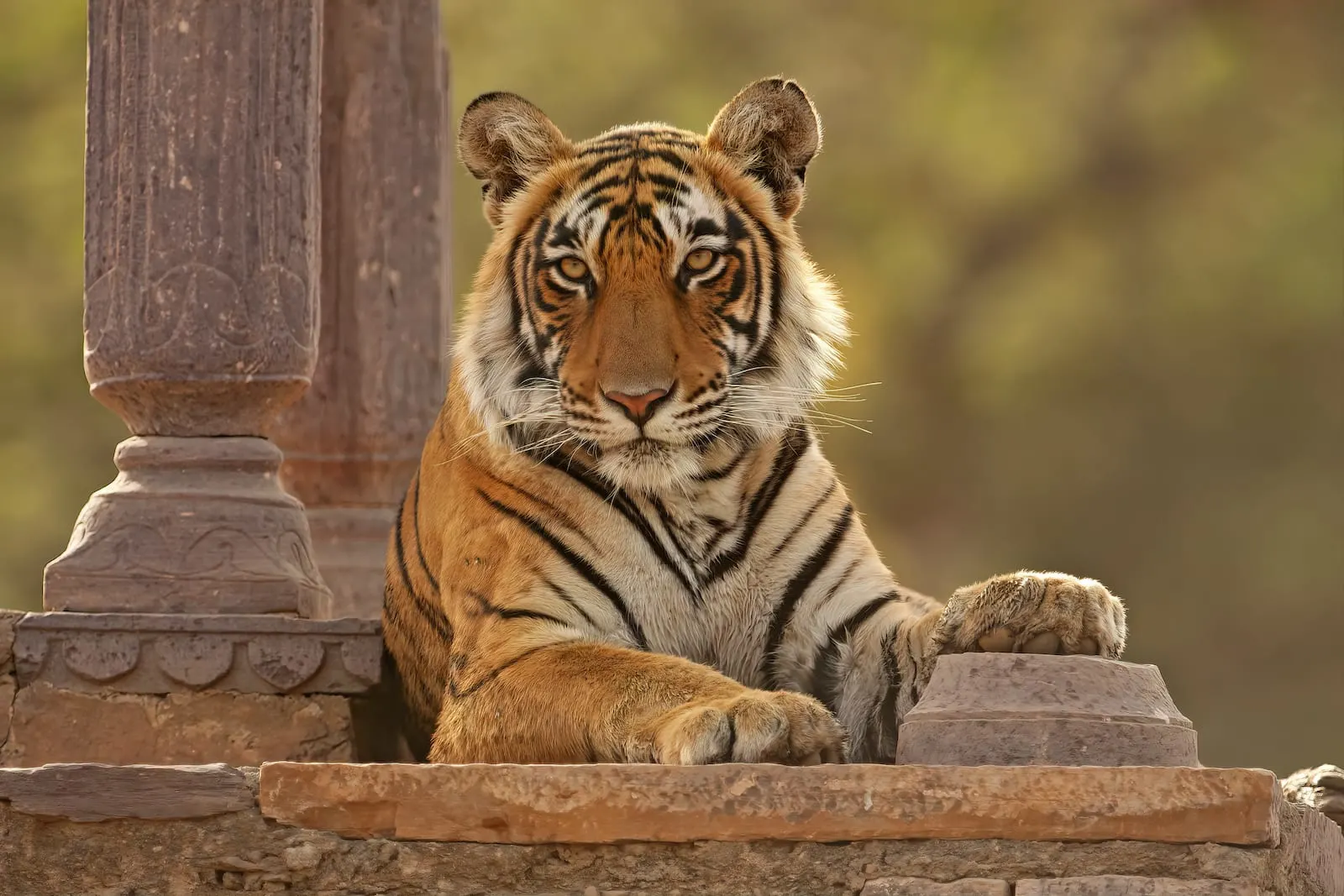 Ranthambore Tour